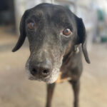 Mischling Moro, 07/2008, ca. 40 cm