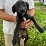 Mischling Negrita, ca. 04/2022, ca. 55 cm