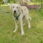 Mastin Espagnol Nemo, ca. 01/2022, ca. 80 cm