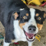 Mischling Noa, ca. 01/2020, ca. 43 cm