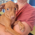 Mischling Olympia, ca. 03/2022, ca. 40 cm