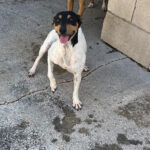 Bodeguero Paris, ca. 06/2018, ca. 35 cm