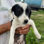 Mischling Paulina, ca. 04/2022, ca. 55 cm