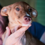 Podenco Mischling Pippo, ca. 03/2022, ca. 45 cm