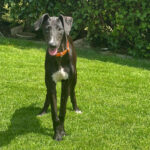 Galgo Pocajontas, ca. 02/2022, ca. 63 cm