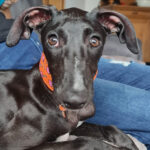 Galgo Rapuncel, ca. 02/2022, ca. 63 cm