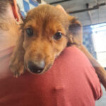 Mischling Ringo, ca. 03/2022, ca. 45 cm