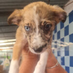 Mischling Salomea, 03/2022, Endgröße ca. 45 cm