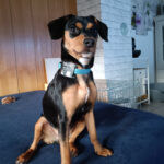 Bodeguero-Pinscher-Mischling Stella, ca. 07/2021, ca. 37 cm