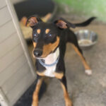 Bodeguero Summer, ca. 11/2021, ca. 40 cm