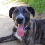 Mischling Talco, ca. 09/2021, ca. 70 cm