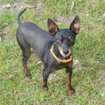 Pinscher Thor, ca. 10/2015, ca. 20 cm
