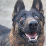 Schäferhund Maggie, 11/2020, ca. 60 cm