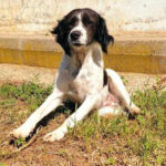 Münsterländer Mischling Vida, ca. 16/2019, ca. 50 cm