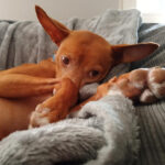 Podenco Andaluz Bello, 11/2018, 40 cm, 47623 Kevelaer