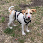 Mischling Bert, ca. 02/2022, Endgröße ca. 40 cm, 01662 Meißen