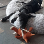 Galgo Blanca, 02/2022, Endgröße ca. 63 cm, 29690 Essel