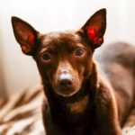 Podenco Maneto Bolt, 09/2018, ca. 35 cm, 44143 Dortmund