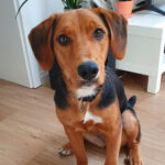 Polnische Bracke Campanilla, 12/2021, Endgröße ca. 55 cm, 50181 Bedburg