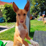 Podenco Canela, 12/2016, ca. 45 cm, 26506 Norden