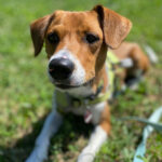 Mischling Casi, 12/2021, 45 cm, 73275 Ohmden