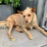 Mischling Cati, 06/2016, 35 cm, 61352 Bad Homburg