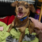 Maneto Mischling Coco, ca. 04/2020, ca. 35 cm, 14612 Falkensee