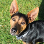 Mischling Coqui, 02/2021, 35 cm, 22941 Bargteheide