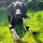 Mischling Darcy, 02/2022, ca. 50 cm, 31275 Immensen