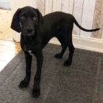 Mischling Diego, 03/2022, Endgröße ca. 50 cm, 20144 Hamburg