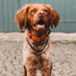 Epagneul Breton Franz, 04/2020, ca. 47 cm, 76829 Leinsweiler