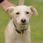 Mischling Fria, 06/2021, 50 cm, 21258 Heidenau