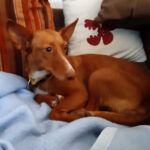 Maneto Jara, 04/2020, 38 cm, 59174 Kamen