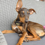 Mischling Lennox, 02/2022, Endgröße ca. 45 cm, 66346 Püttlingen