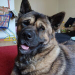 American Akita Lobo, 03/2018, 65 cm, 04275 Leipzig