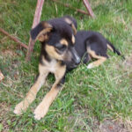 Jack Russell Zwergpinscher Mischling Lucy, 02/2022, ca. 30 cm, 21337 Lüneburg