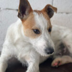 Mischling Pico, 04/2021, ca. 40 cm