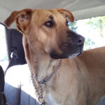 Mischling Moka, 01/2019, 50 cm, 56244 Helferskirchen