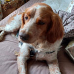 Epagneul Breton Molette, 01/2020, 50 cm, 80687 München