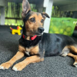 Mischling Pepino, 06/2017, 35 cm, 61206 Wöllstadt