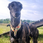 Galgo Espanol Pitu, 06/2018, ca. 55 cm, 12685 Berlin