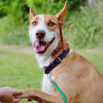 Podenco Popit, 07/2015, 65 cm, 48369 Saerbecki