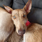 Galgo Podenco Mischling Safira, 01/2022, ca. 55 cm, 55450 Langenlonsheim