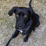 Mischling Santana, 01/2022, 50 cm, 10117 Berlin