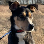 Bodeguero Pinscher Mischling Tarzan, 06/2018, 45 cm, 29410 Salzwedel