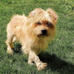 Terrier Beethoven - vermittelt!