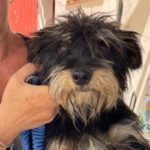 Mischling Kentucky, 02/2021, 30 cm