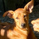 Podenco Ziva, 03/2022, Endgröße ca. 50 cm, 25462 Rellingen