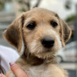 Mischling Lizzy, 04/2022, Endgröße ca. 50 cm