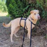 Shar-Pei Mischling Macy, 06/2019, 50cm, 71540 Murrhardt